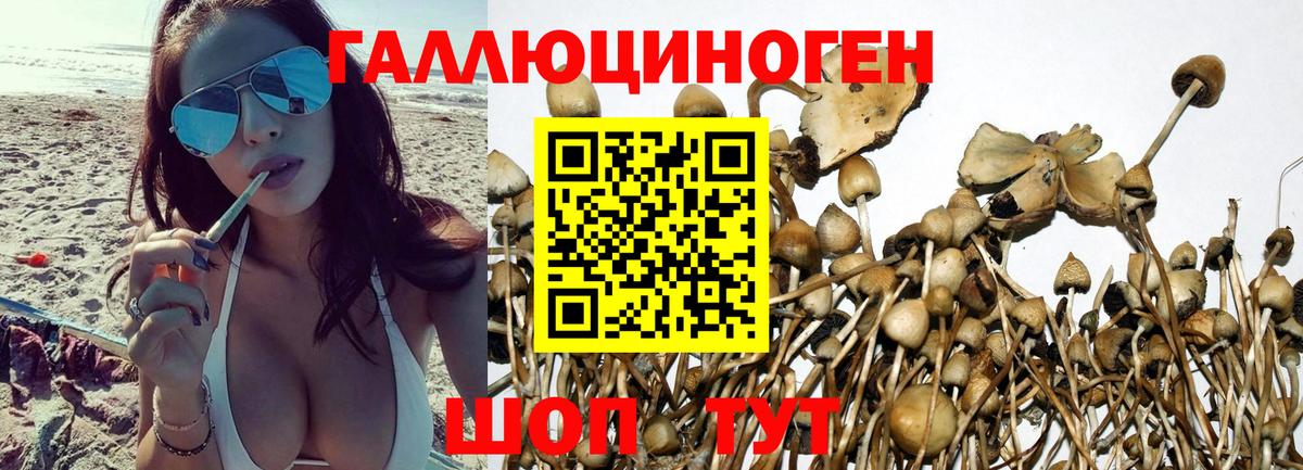 Азнакаево  Псилоцибиновые грибы Psilocybe  Псилоцибиновые грибы Psilocybe  Вход с VPN 